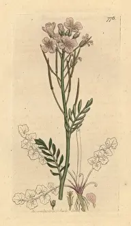 Meadow ladies smock, Cardamine pratensis