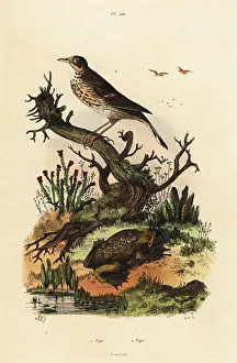 Herpetology Prints: Meadow pipit and Suriname toad