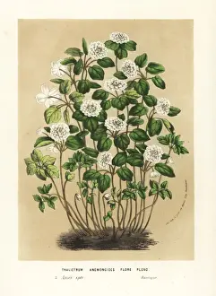 Meadow rue variety, Thalictrum anemoides florepleno
