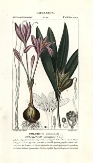 Saffron Prints: Meadow saffron, Colchicum autumnale