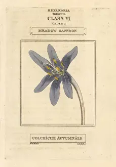 Meadow saffron, Colchicum autumnale