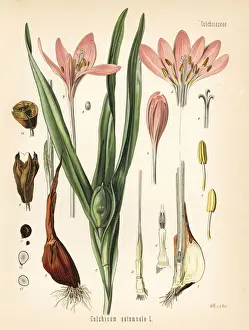 Meadow Prints: Meadow saffron or wild saffron, Colchicum autumnale