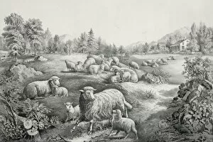 Images Dated 8th May 2012: The meadow in springtime: the twin lambs