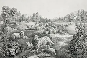 Images Dated 8th May 2012: The meadow in springtime: the twin lambs