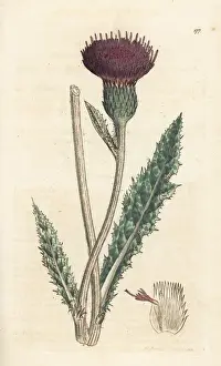 Carduus Prints: Meadow thistle, Cirsium dissectum
