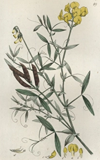 Meadow Vetchling Meadow Vetchling