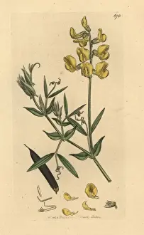 Lathyrus Prints: Meadow vetchling, Lathyrus pratensis