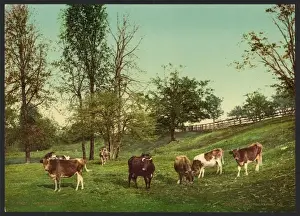 Meadowland