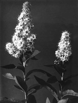 Meadowsweet Meadowsweet