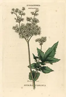Spiraea Prints: Meadowsweet, Filipendula ulmaria