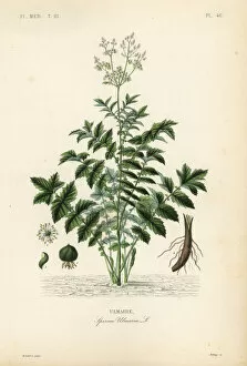 Debray Collection: Meadowsweet or mead wort, Filipendula ulmaria