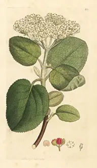 Mealy guelder rose or wayfaring tree, Viburnum lantana