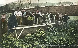 Measured Prints: Measuring Hop Yield