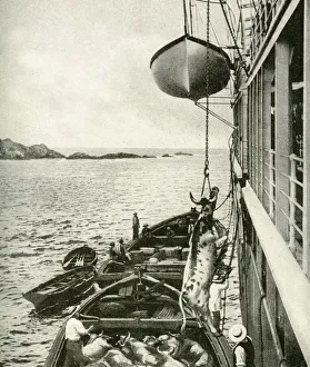 Chilean Gallery: Meat supply off the coast of Chile, South America