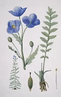 Potted Histories Prints: Meconopsis napaulensis, blue poppy