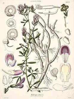 Edible Prints: Medicago sativa, alfalfa
