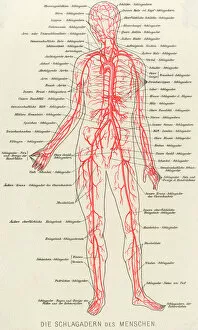 Images Dated 29th August 2012: Medical / Anatomy / Blood