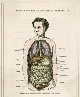 Organs Prints: Medical / Digestive Organs
