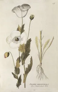 Opium Prints: Medical plants. Poppy (Papaver somniferum). Engraving