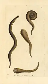 Thenaturalistsmiscellany Prints: Medicinal leech, Hirudo medicinalis