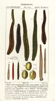 Laurent Collection: Medicinal leech species