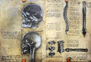 Anatomist Gallery: Medicine. Study of anatomy by Leonardo Da Vinci. 15th centur