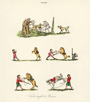 Baiting Collection: Medieval entertainment with horses