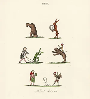 Tumbling Collection: Medieval trained animals