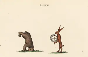 Medieval trained animals