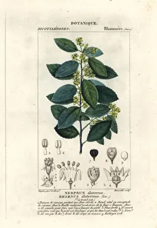 Crustacean Collection: Mediterranean buckthorn, Rhamnus alaternus