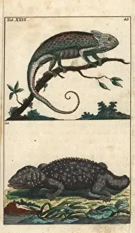 Mediterranean chameleon and tokay gecko