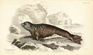 Amphibious Gallery: Mediterranean monk seal, Monachus monachus