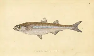 Donovan Prints: Mediterranean sand smelt, Atherina hepsetus