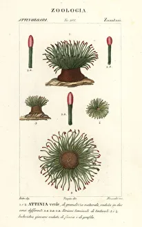 Raft Prints: Mediterranean snakelocks sea anemone, Anemonia sulcata