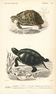 Threatened Collection: Mediterranean spur-thighed tortoise and Japanese pond turtle