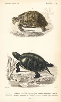Mediterranean spur-thighed tortoise and Japanese pond turtle Mediterranean spur-thighed tortoise and Japanese pond turtle
