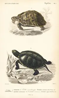 Turtle Prints: Mediterranean spur-thighed tortoise and Japanese pond turtle