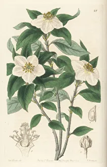 Mexico Prints: Medlar-like lindleya, Lindleya mespiloides