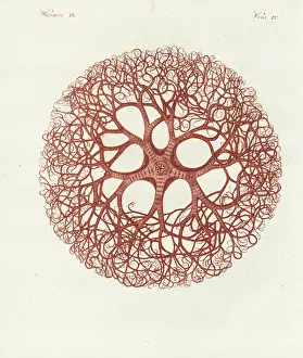 Bilderbuchfurkinder Prints: Medusa head coral, Gorgonocephalus caputmedusae