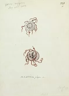 Actiniarian Gallery: Medusa pelagica, jellyfish