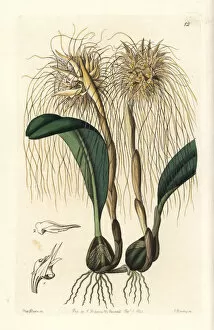 Edwards Gallery: Medusas bulbophyllum orchid, Bulbophyllum medusae