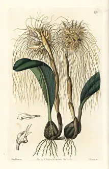 Sydenham Prints: Medusas bulbophyllum orchid, Bulbophyllum medusae