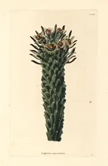 Succulent Prints: Medusas head, Euphorbia caput-medusae