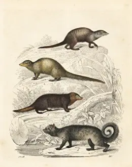 Civet Prints: Meerkat, mongoose, kusimanse and palm civet