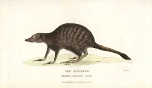 Basire Prints: Meerkat or suricate, Suricata suricatta