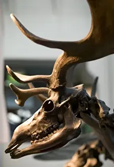Megaceros giganteus, giant deer