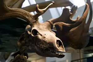 Megaceros giganteus, giant deer