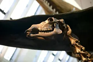 Megaceros giganteus, giant deer