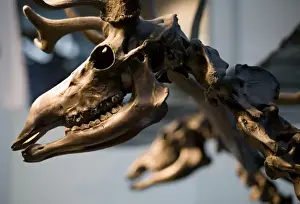 Megaceros giganteus, giant deer