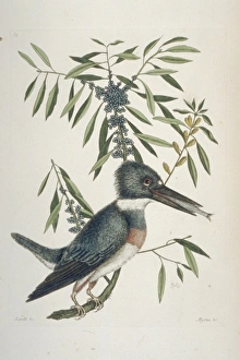 Belted Kingfisher